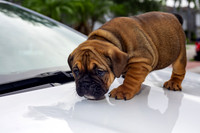 puppies 24 edited-14