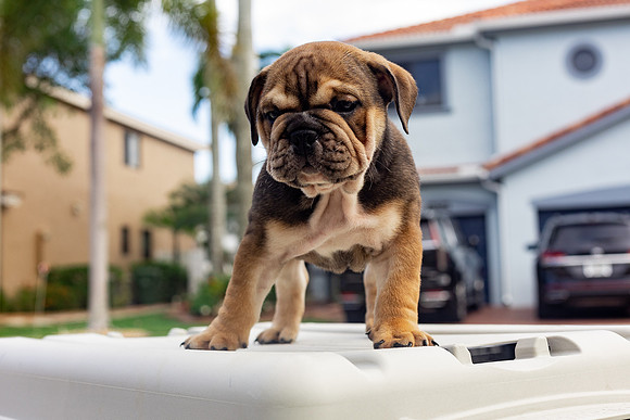 puppies 24 edited-68