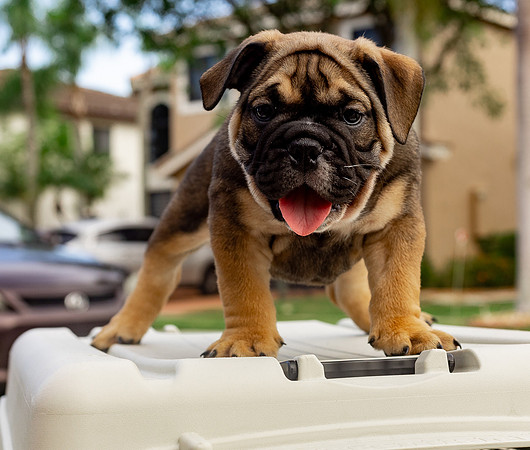 puppies 24 edited-78