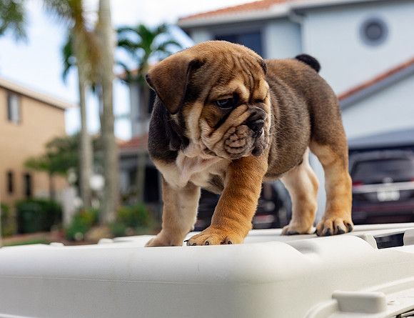 puppies 24 edited-70