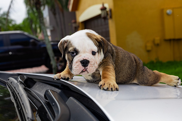 puppies 24 edited-30