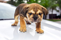 puppies 24 edited-19