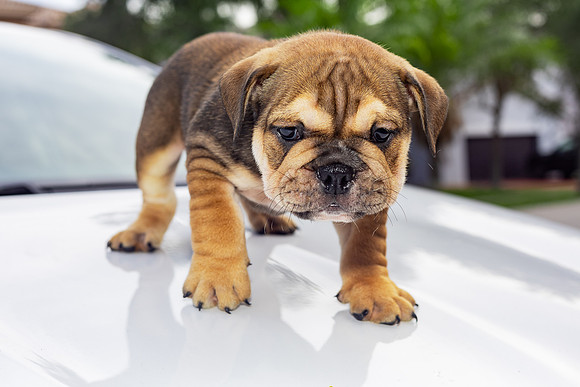 puppies 24 edited-19