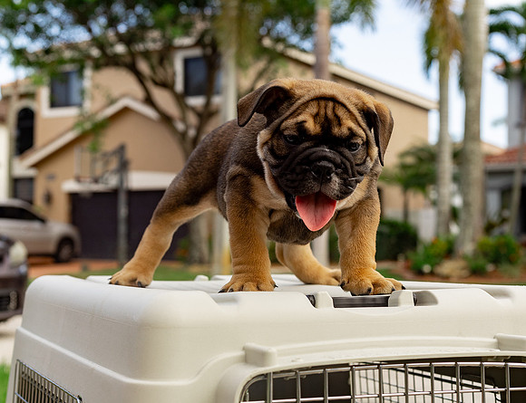 puppies 24 edited-74