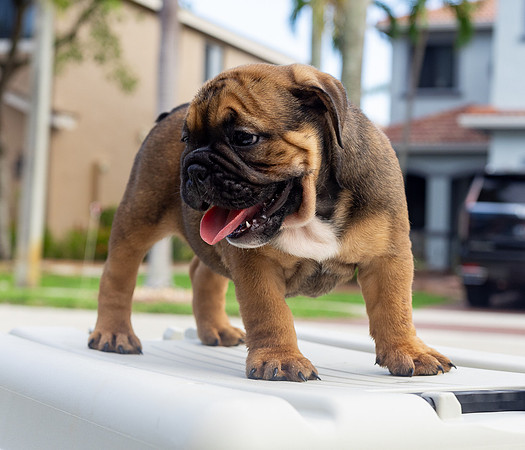 puppies 24 edited-67