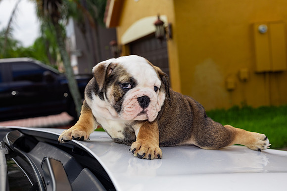 puppies 24 edited-31