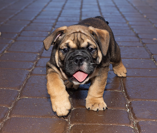 puppies 24 edited-43