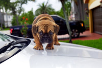 puppies 24 edited-17