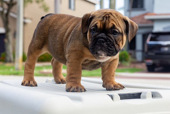 puppies 24 edited-65
