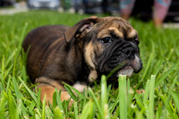puppies 24 edited-7