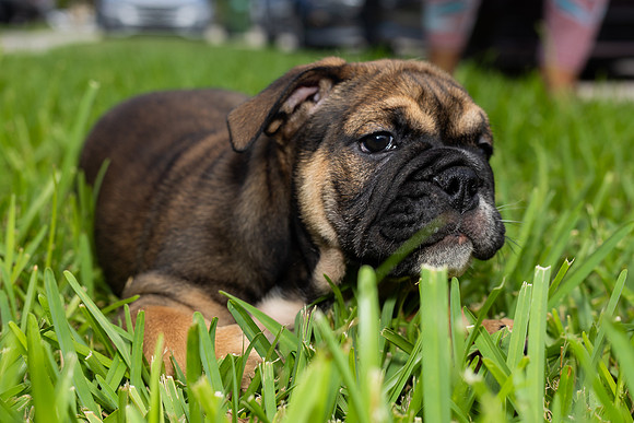 puppies 24 edited-7
