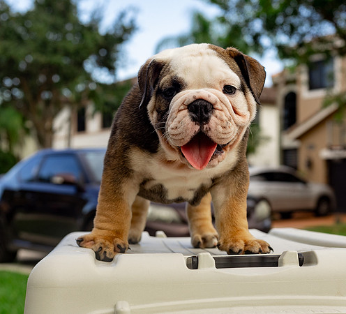 puppies 24 edited-79