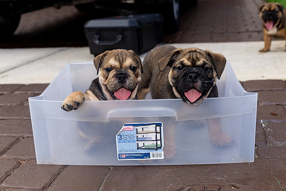 puppies 24 edited-58