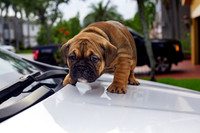 puppies 24 edited-15