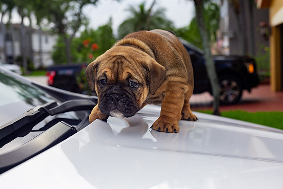 puppies 24 edited-15