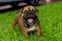 puppies 24 edited-12