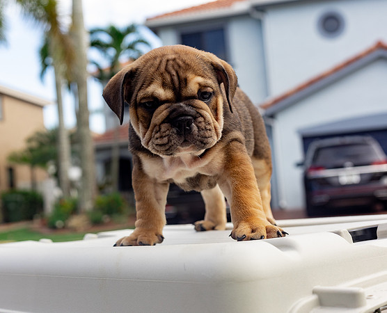 puppies 24 edited-69