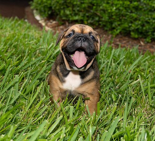 puppies 24 edited-36