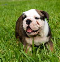 puppies 24 edited-4