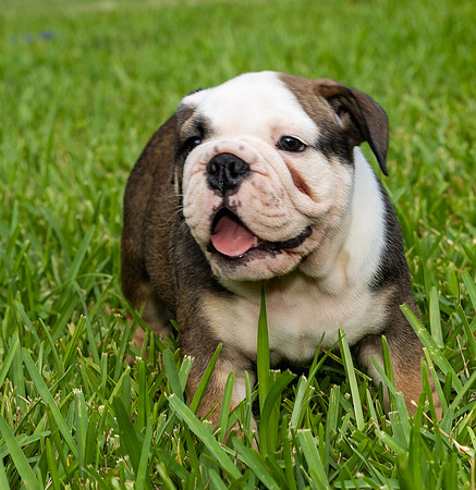 puppies 24 edited-4
