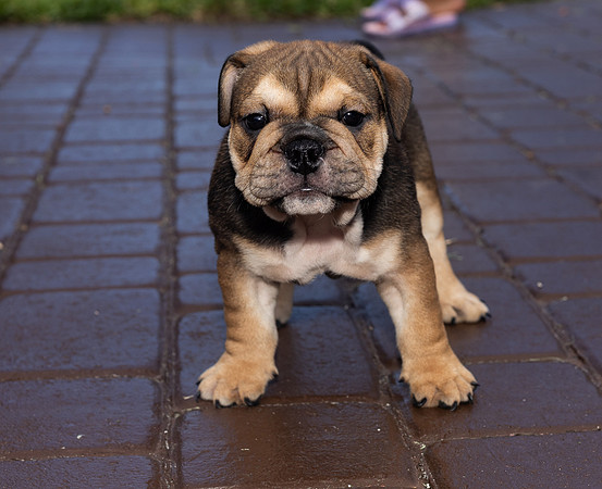 puppies 24 edited-47