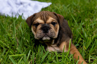 puppies 24 edited-10