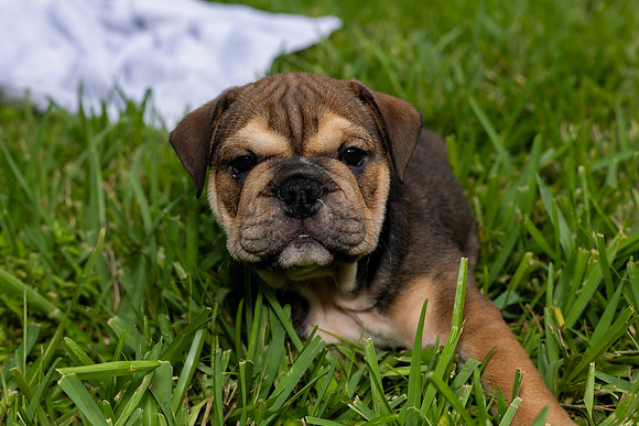 puppies 24 edited-10