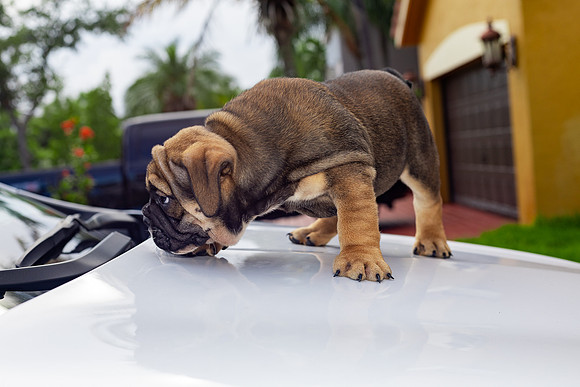 puppies 24 edited-23