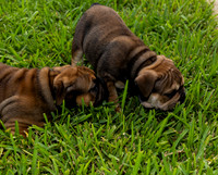 puppies 24 edited-6