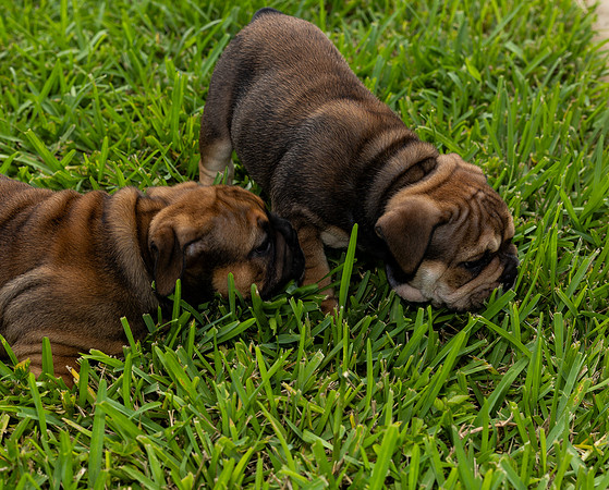 puppies 24 edited-6
