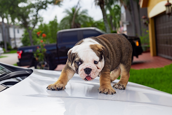 puppies 24 edited-29