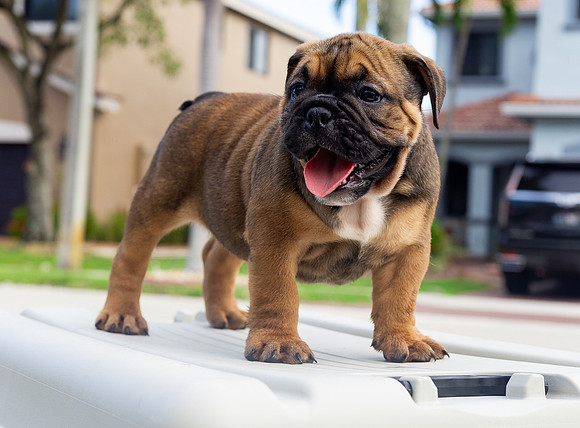 puppies 24 edited-66