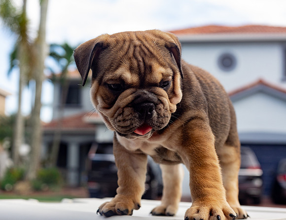 puppies 24 edited-72
