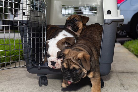 puppies 24 edited-51