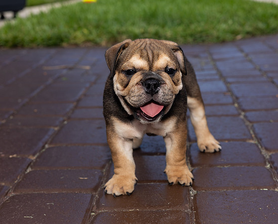 puppies 24 edited-38