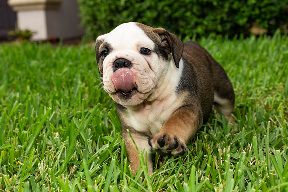 puppies 24 edited