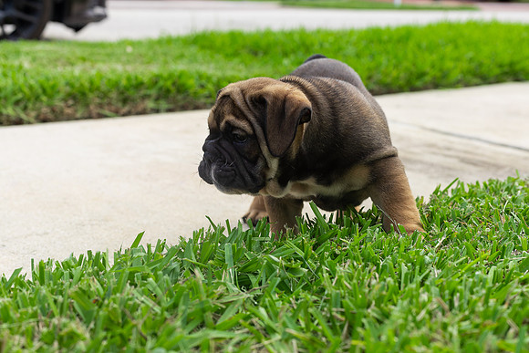 puppies 24 edited-82