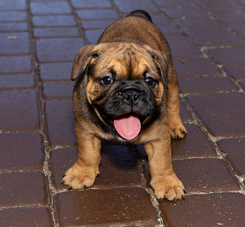 puppies 24 edited-46