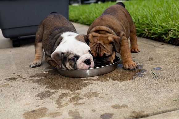 puppies 24 edited-55