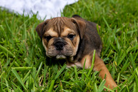 puppies 24 edited-9