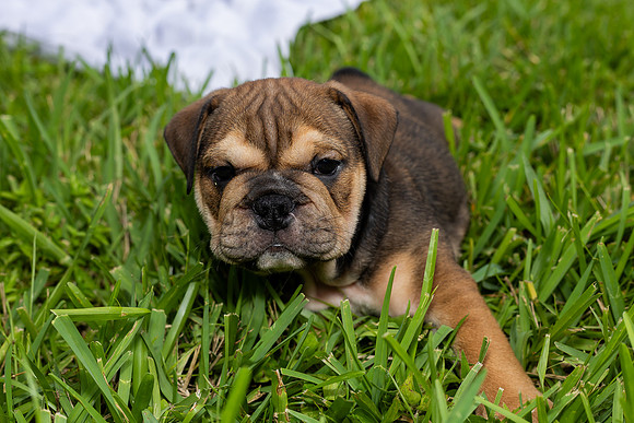 puppies 24 edited-9