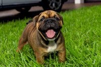 puppies 24 edited-13