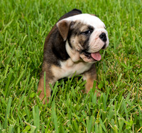 puppies 24 edited-2