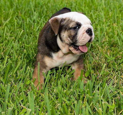 puppies 24 edited-2