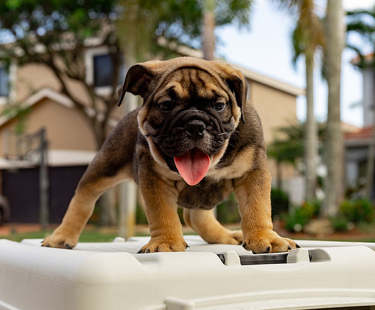 puppies 24 edited-75