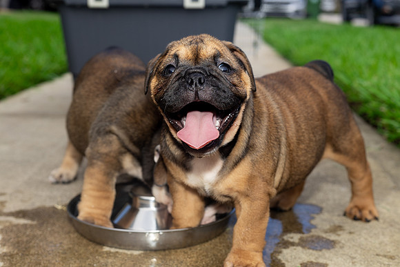 puppies 24 edited-57
