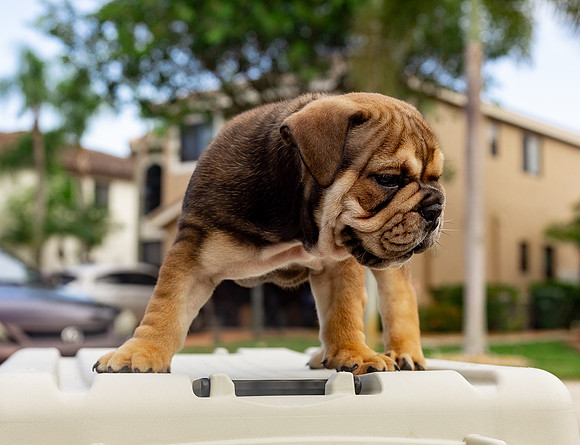 puppies 24 edited-71