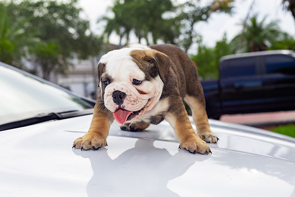puppies 24 edited-35