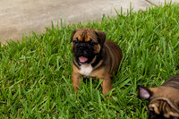 puppies 24 edited-8