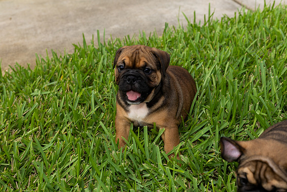 puppies 24 edited-8